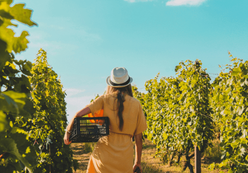 Weingut Südtirol Bild Kreativfarm